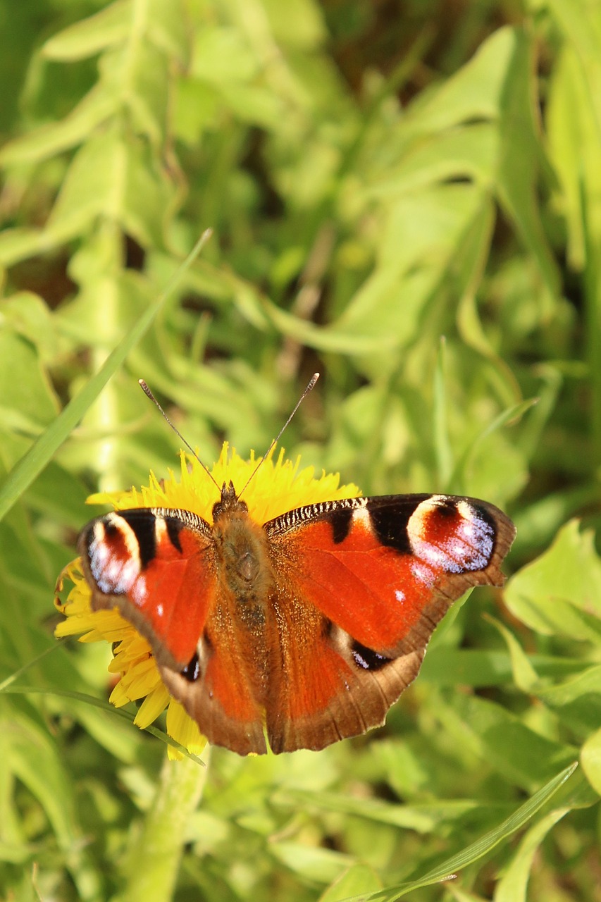 butterfly dandelion peacock free photo