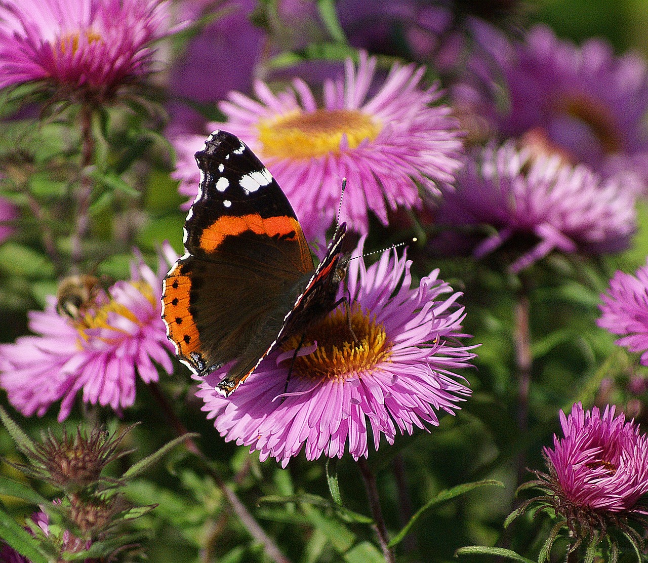 butterfly astra rusalka free photo