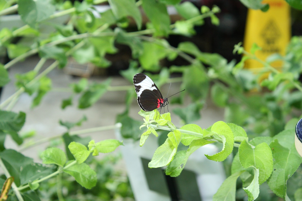 butterfly nature green free photo