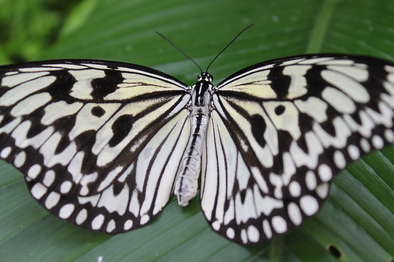 butterfly white black free photo