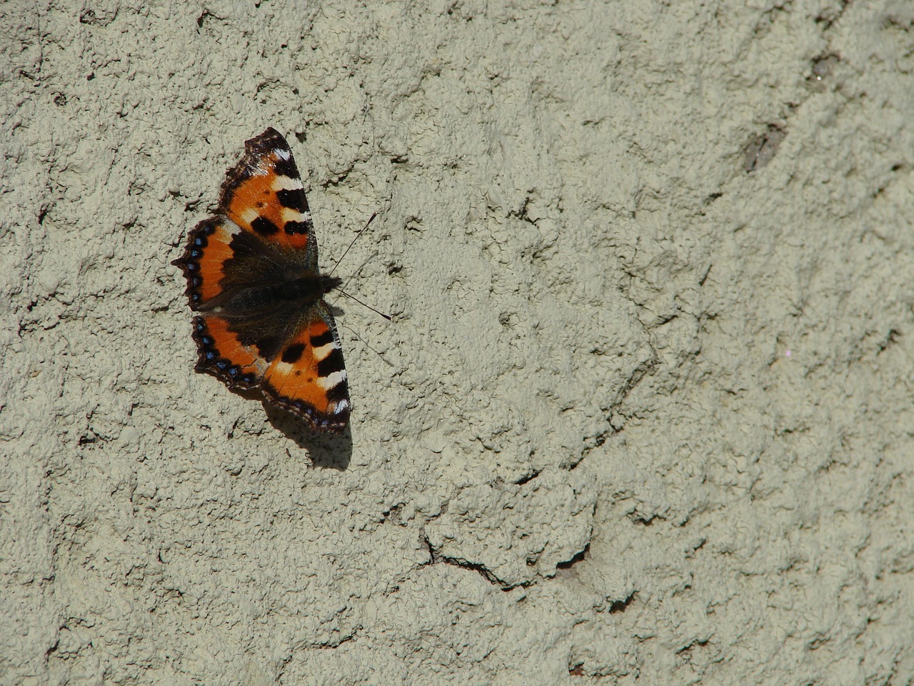 butterfly masonry the insect free photo