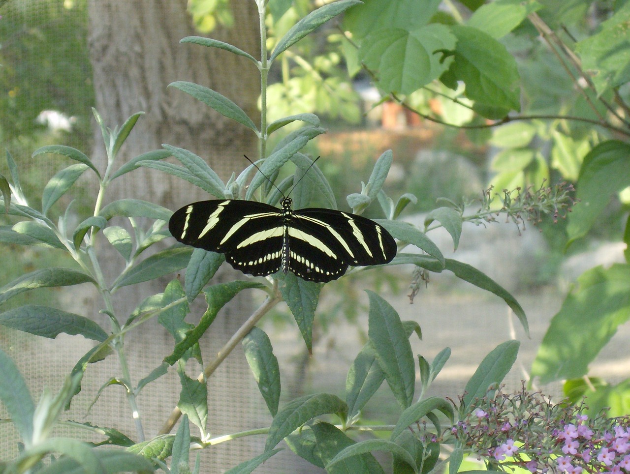 butterfly black and tan foliage free photo