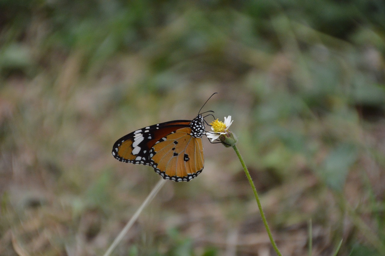 butterfly on top free pictures free photo