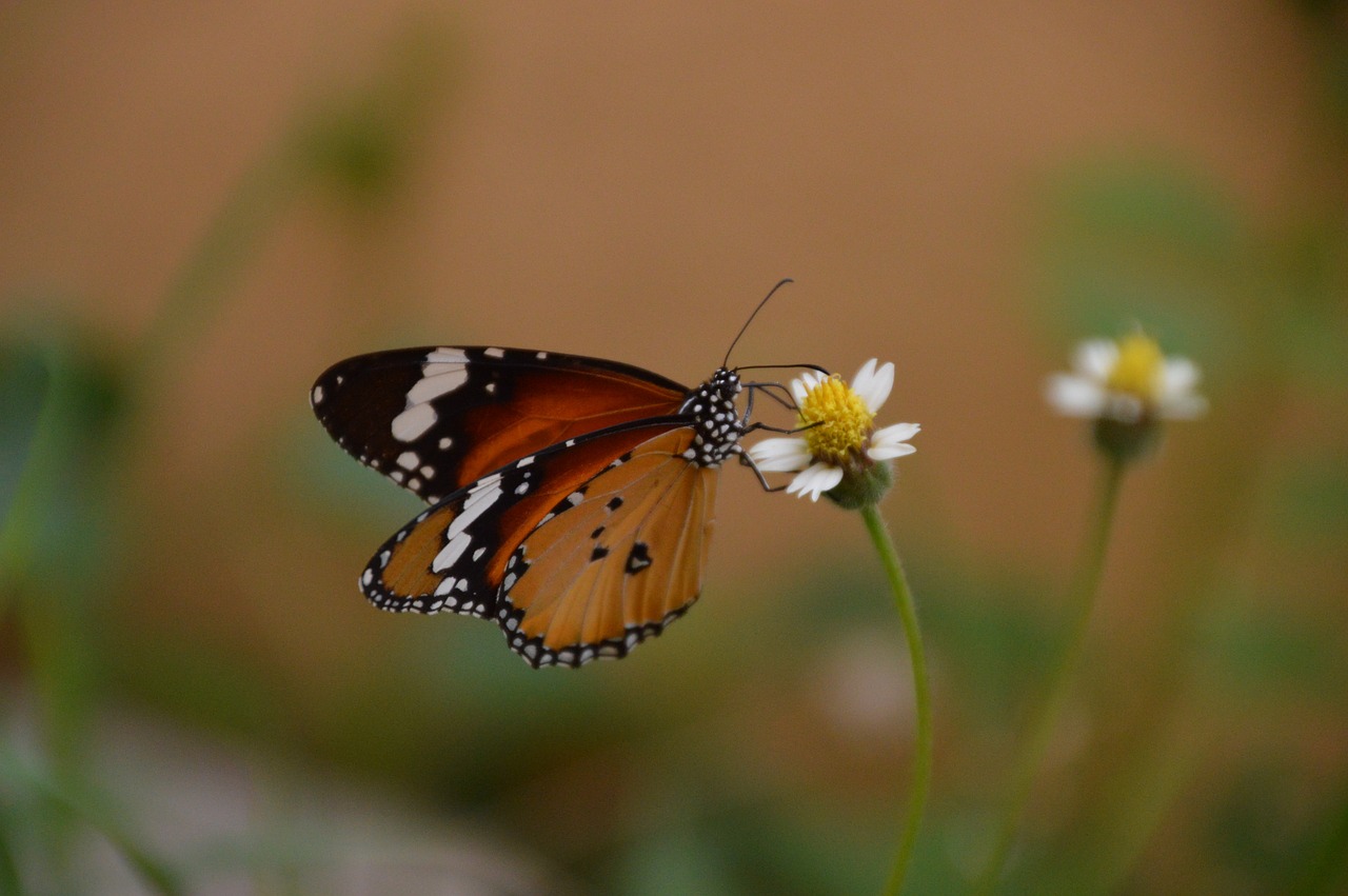 butterfly on top free pictures free photo