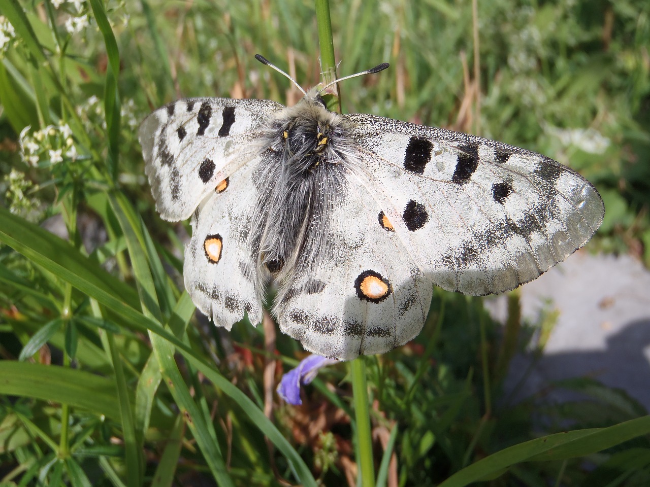 butterfly summer nature free photo