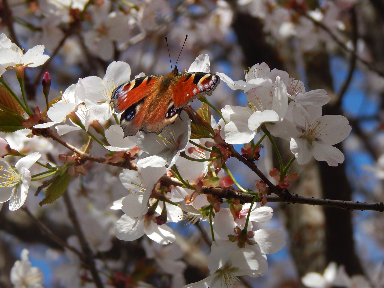 butterfly tree spring free photo