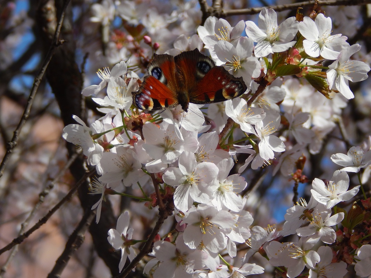 butterfly spring nature free photo