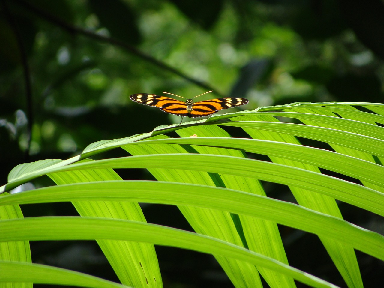 butterfly plant insect free photo