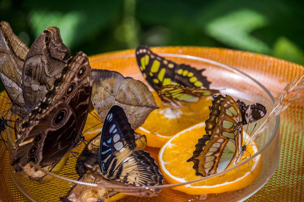 butterfly feeder orange free photo