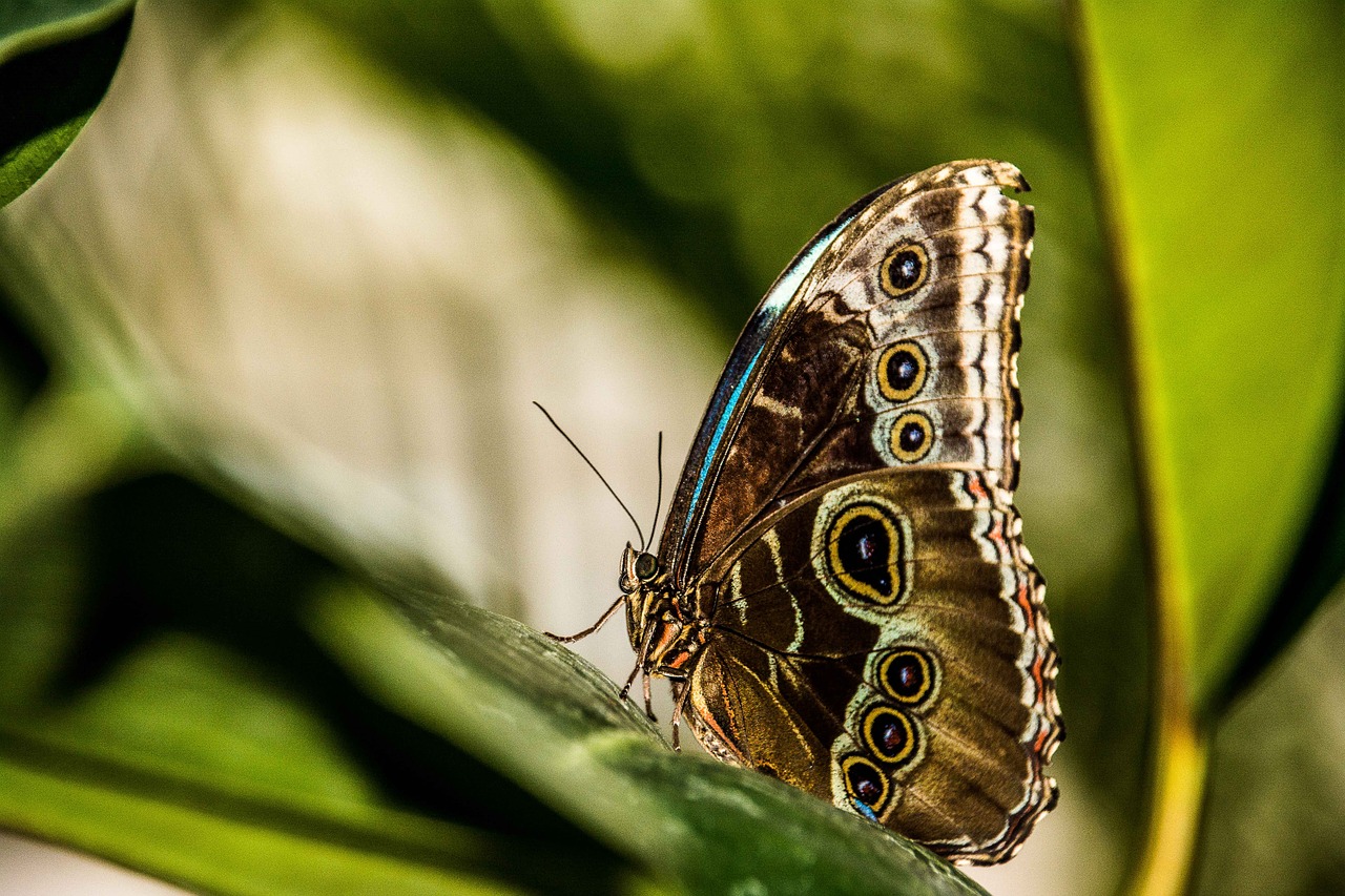 butterfly nature greens free photo