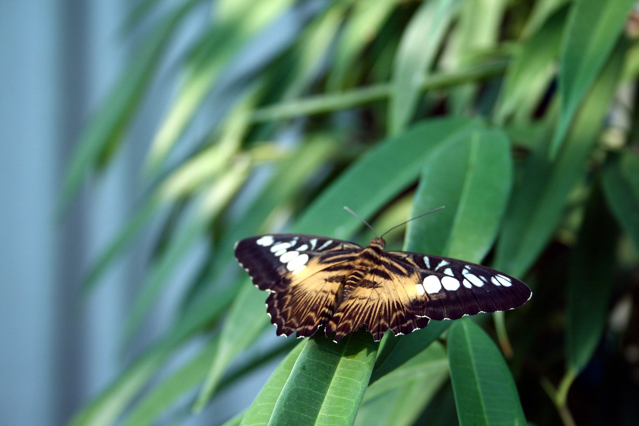 butterfly nature insect free photo