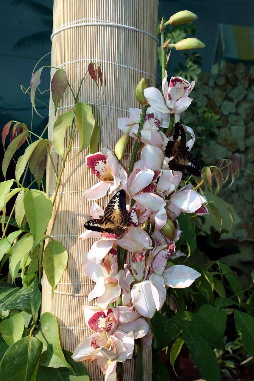 butterfly nature insect free photo