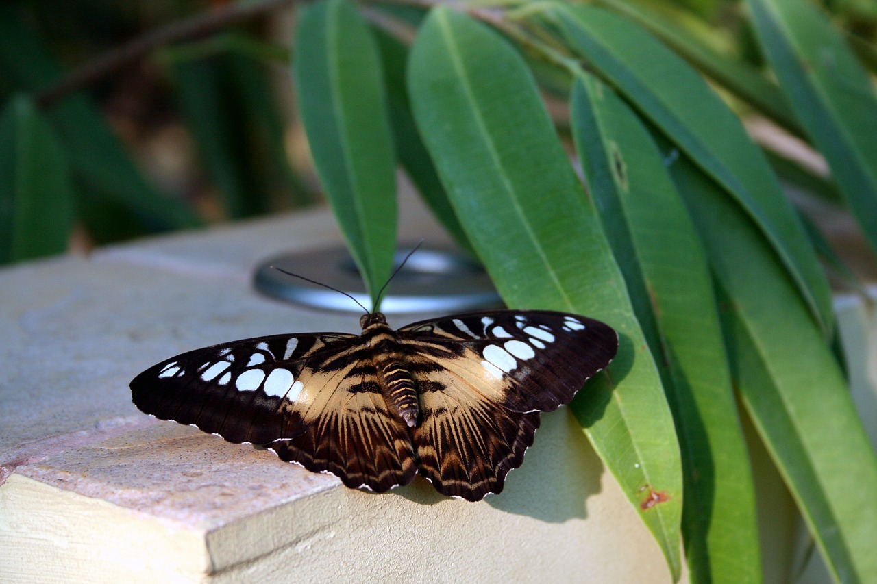 butterfly nature insect free photo