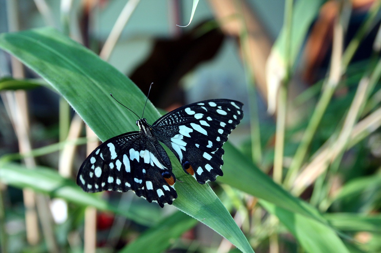 butterfly nature insect free photo