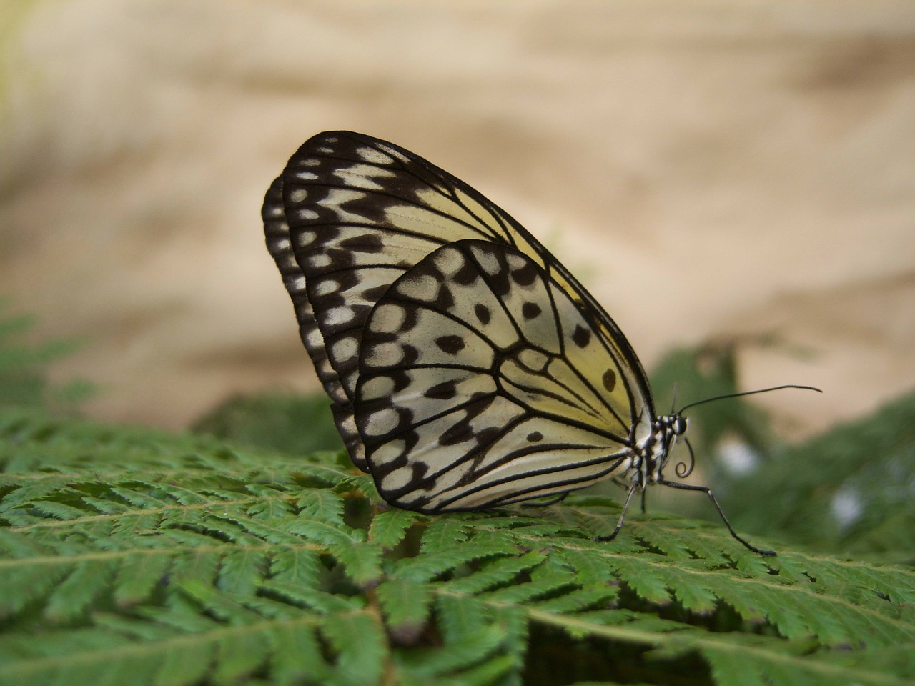 butterfly butterflies papillon free photo
