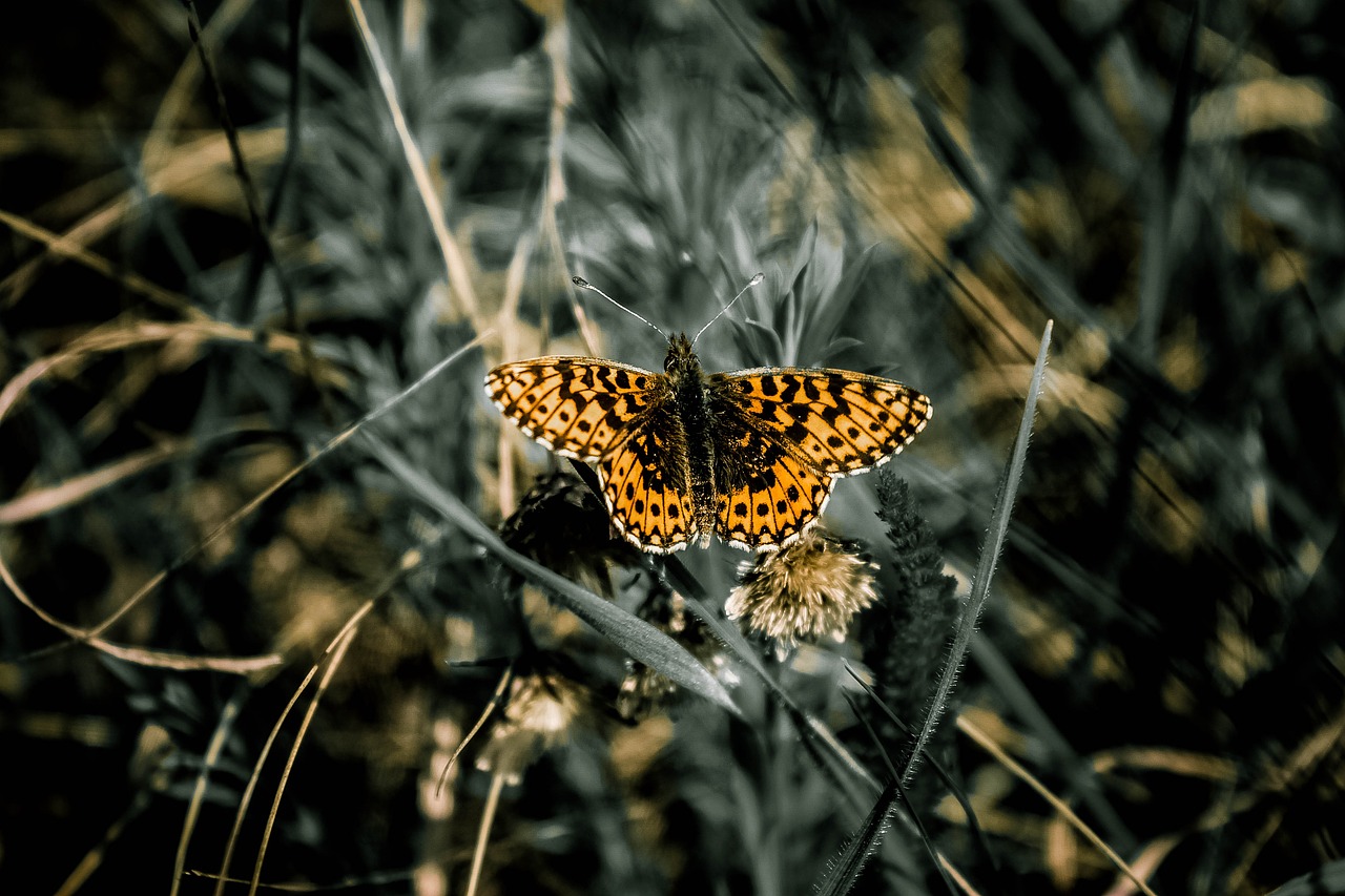 butterfly nature living nature free photo