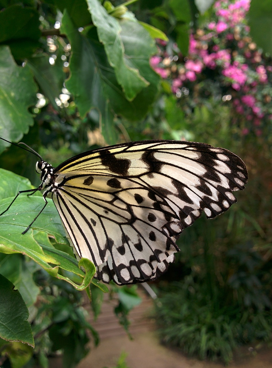 butterfly flower insect free photo