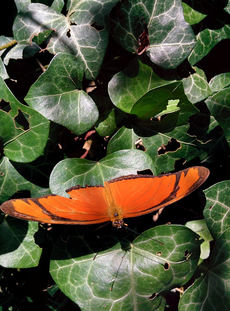 butterfly flower insect free photo