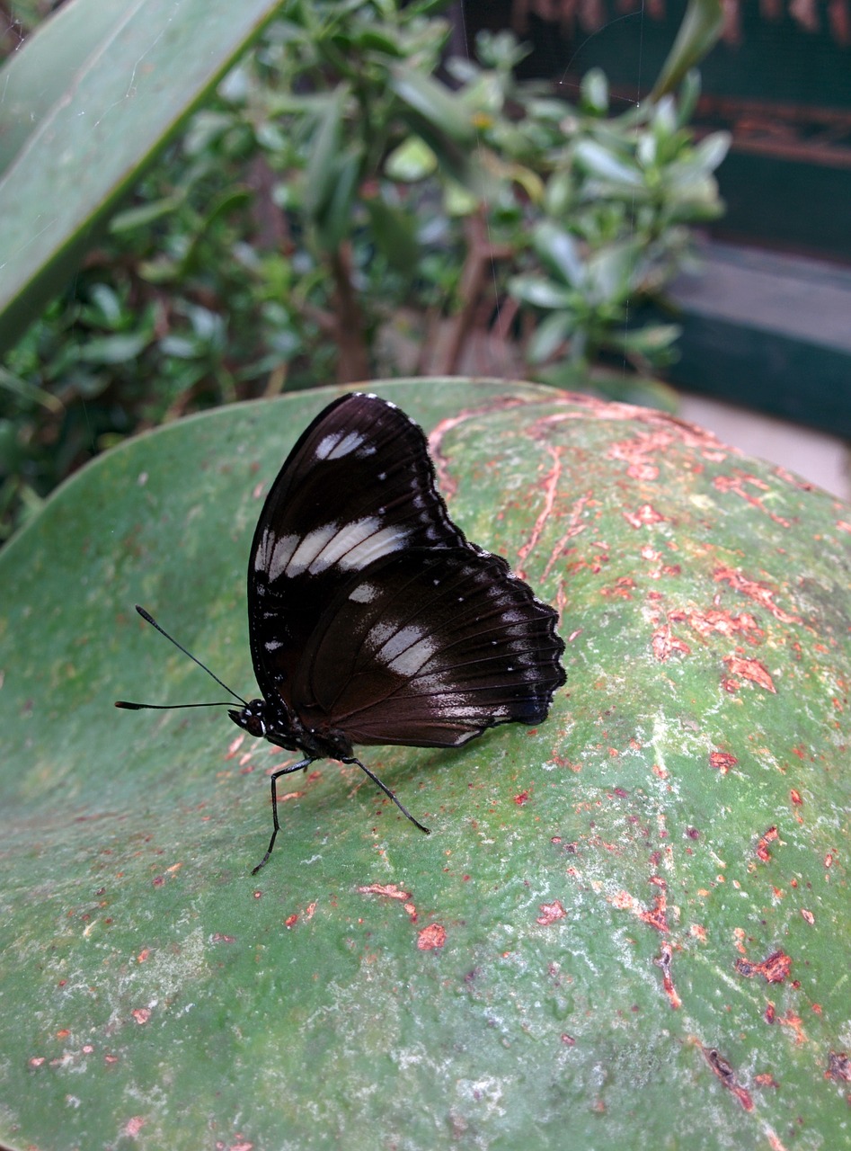 butterfly flower insect free photo