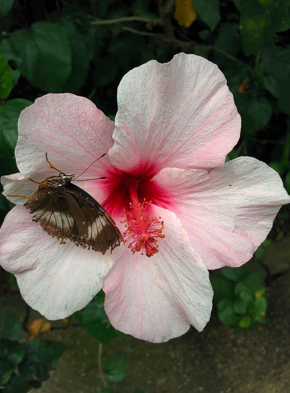 butterfly flower insect free photo