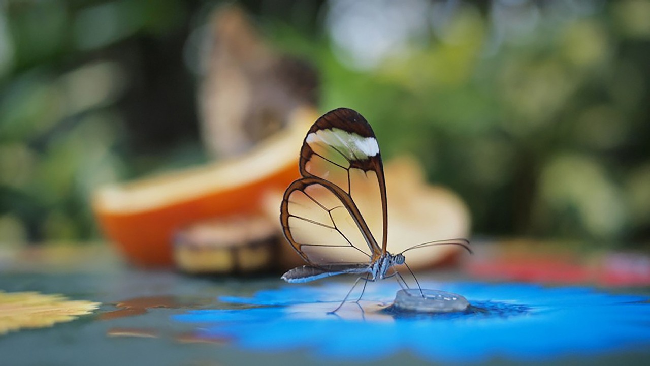 butterfly flower insect free photo