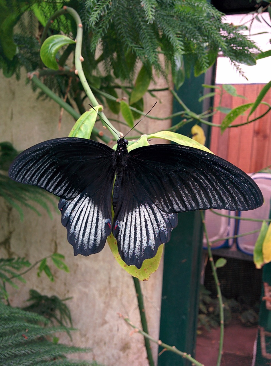 butterfly flower insect free photo