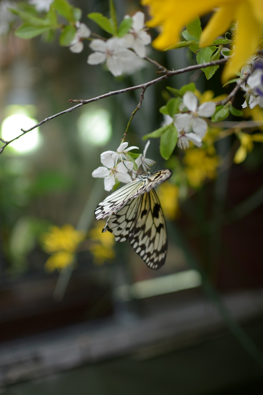 butterfly close insect free photo