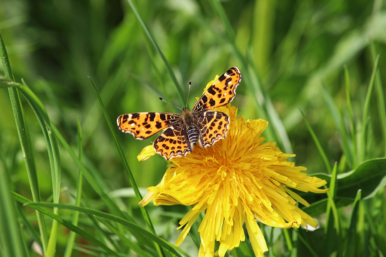 butterfly edelfalter c falter free photo