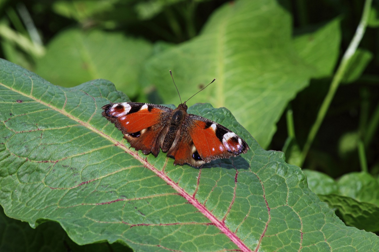 butterfly spring sun free photo