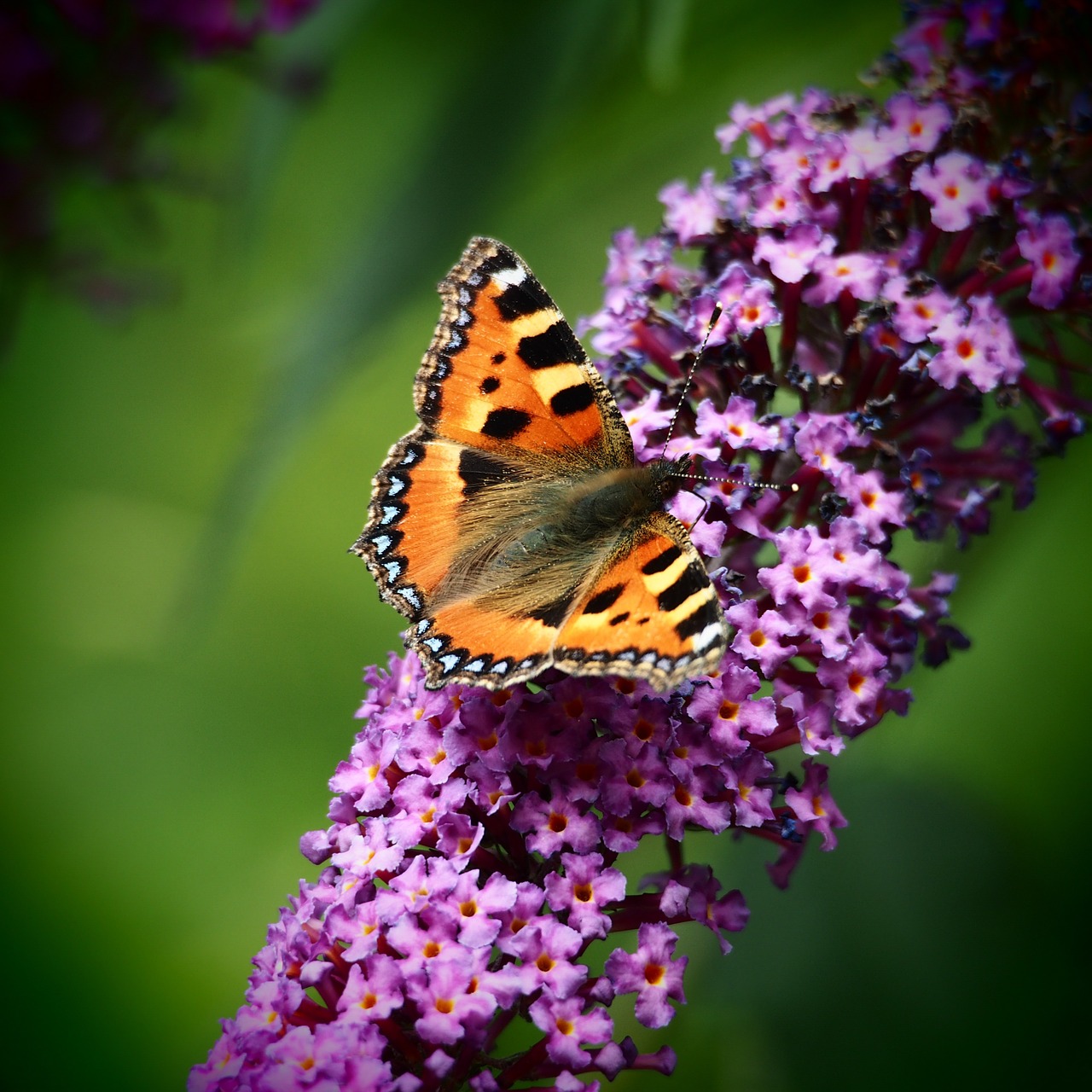 butterfly butterfly bush purple free photo