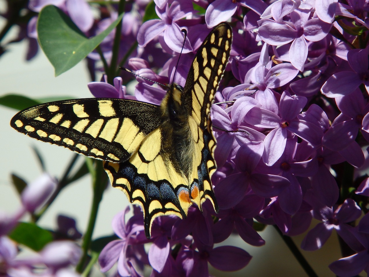 butterfly dovetail spring free photo