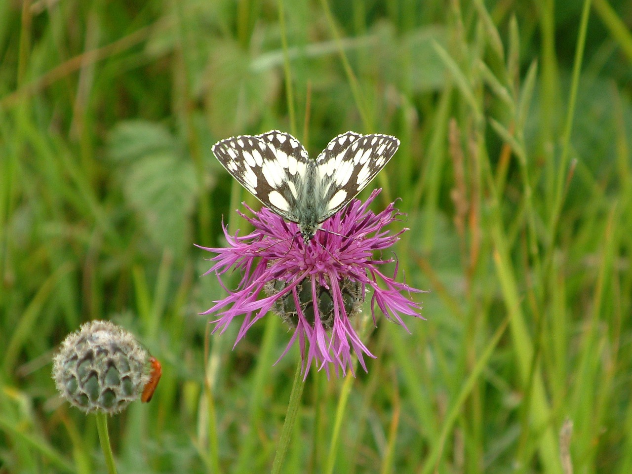 butterfly on a thistle kent free photo