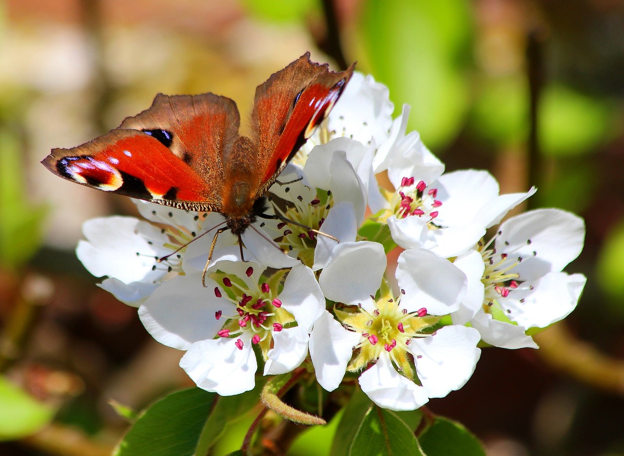 butterfly flowers spring free photo