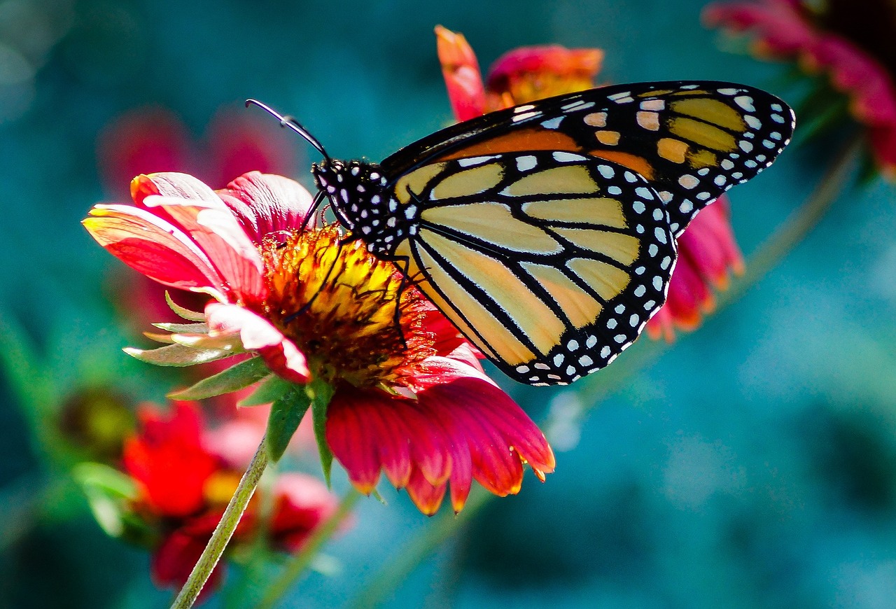 butterfly flower macro free photo