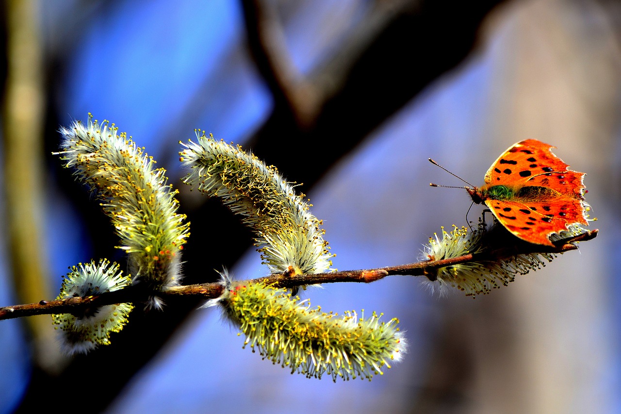 butterfly branch spring free photo