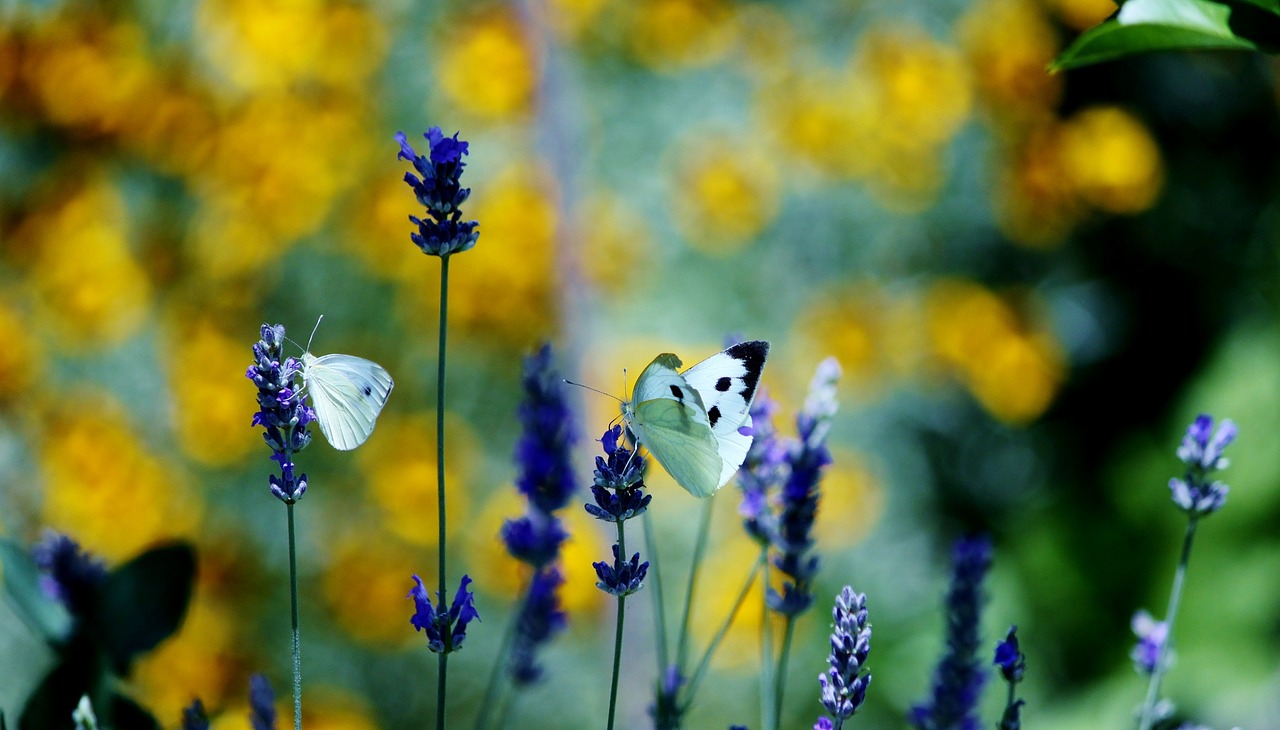 butterfly flowers insects free photo