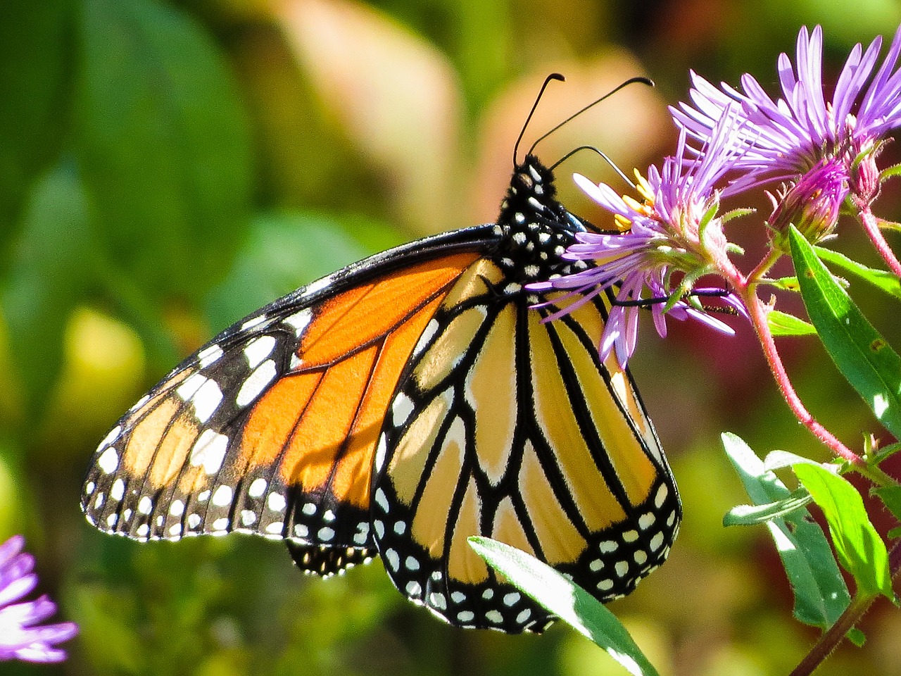 butterfly insect monarch free photo