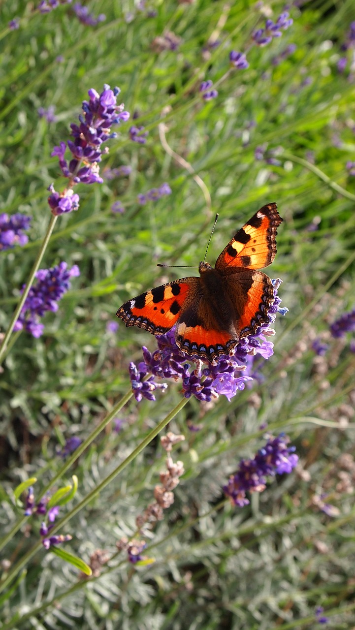 butterfly lavender garden free photo