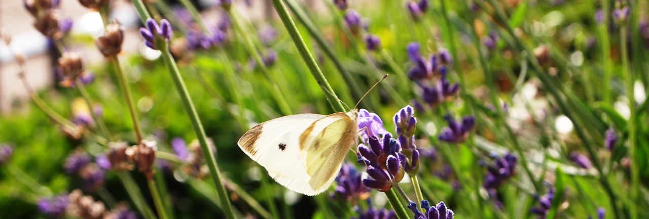 butterfly lavender wings free photo