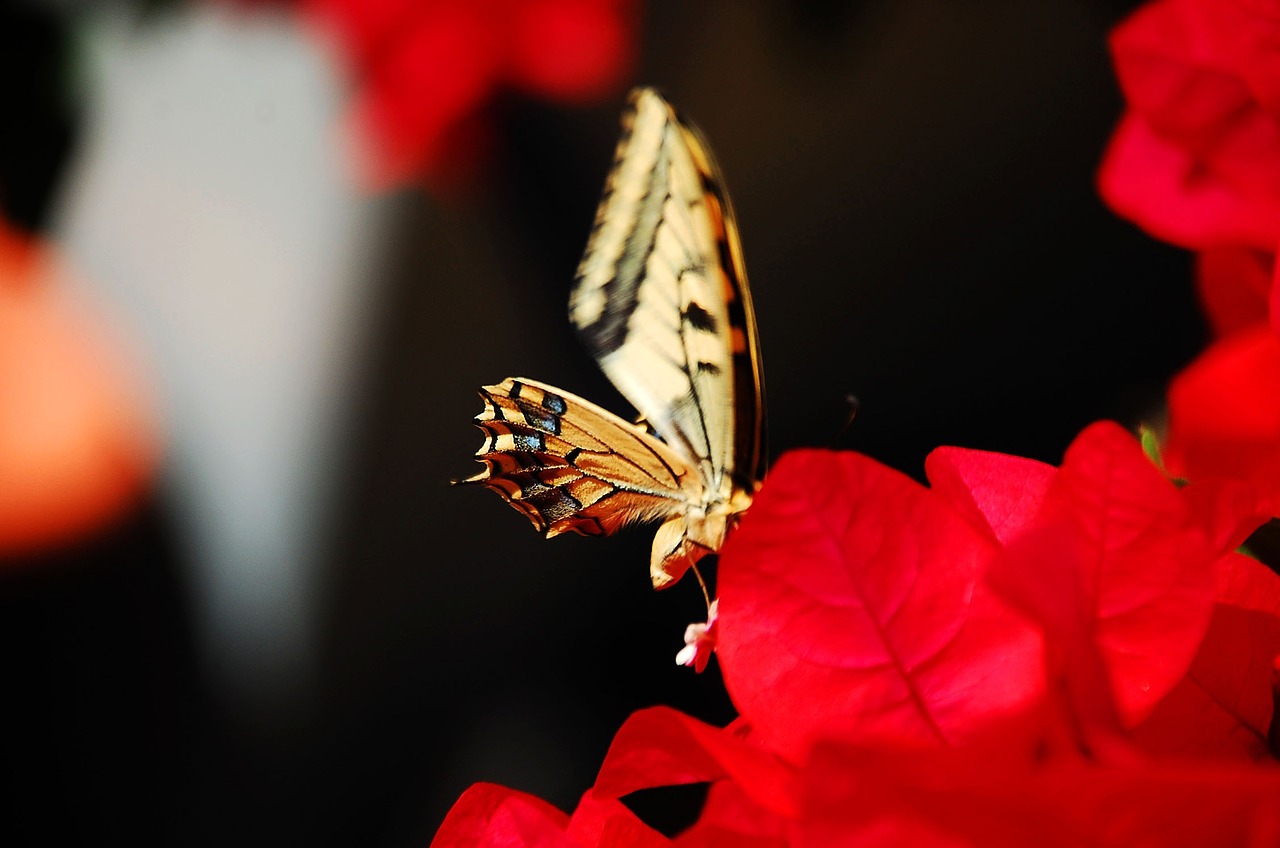 butterfly insect colorful free photo