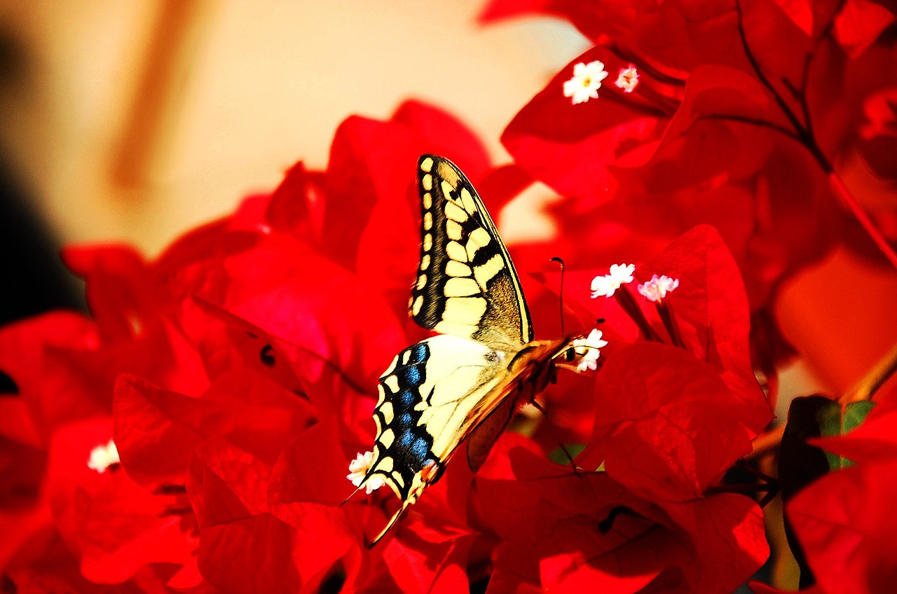 butterfly insect colorful free photo