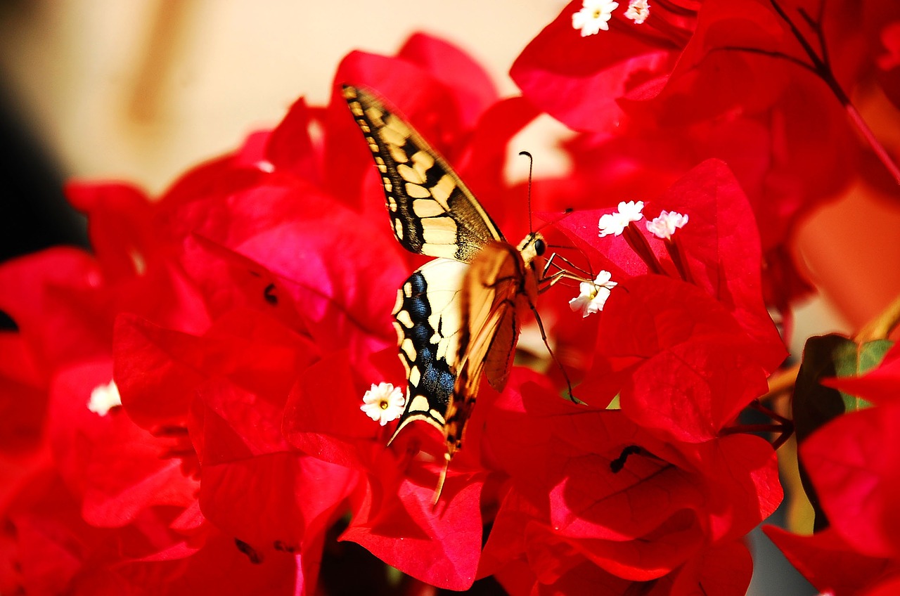 butterfly insect colorful free photo