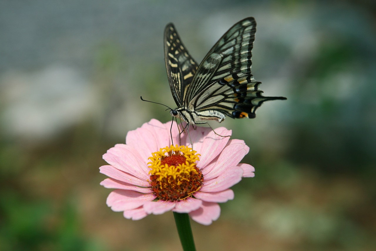 butterfly flowers insects free photo