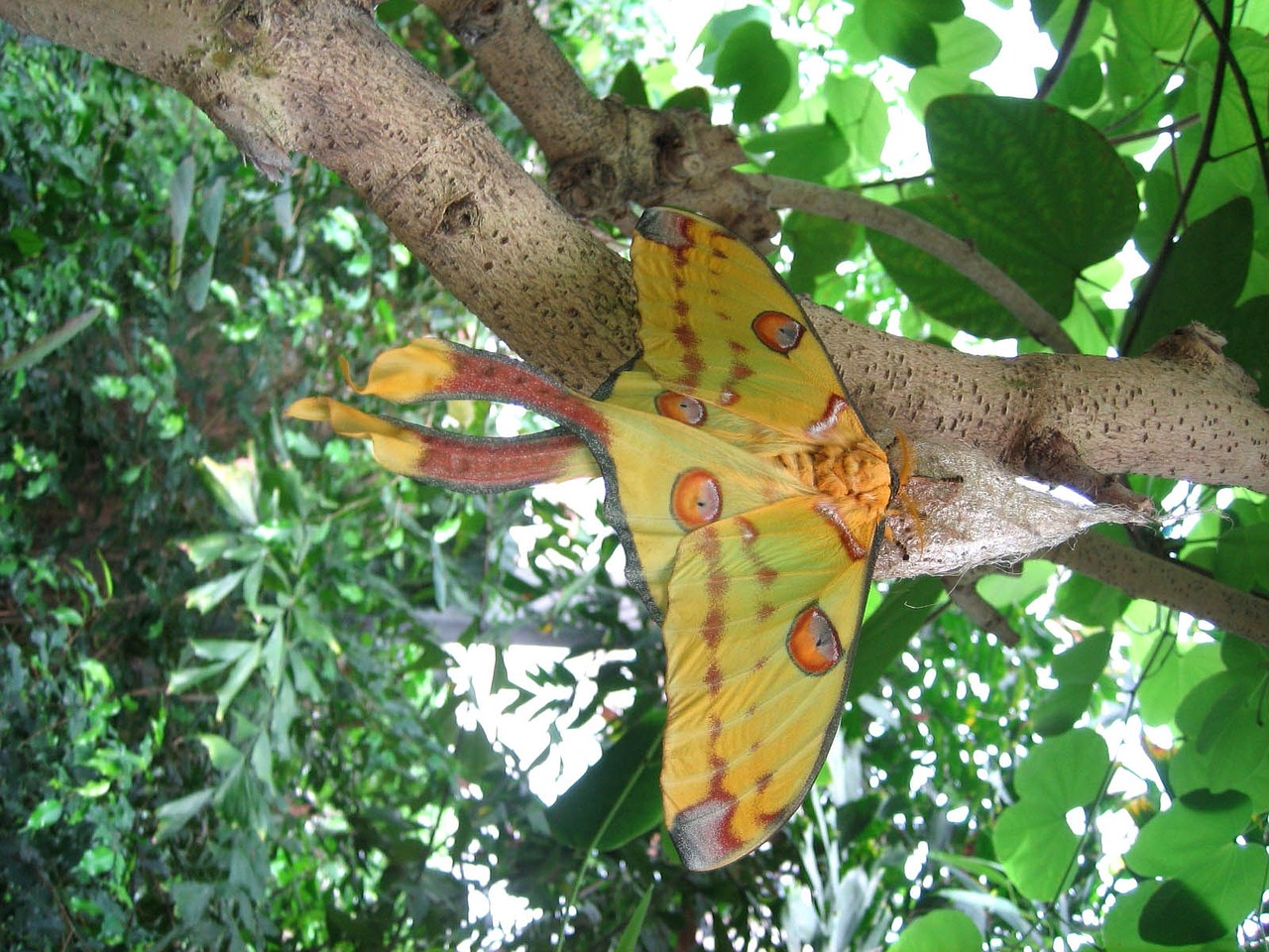 butterfly butterflies insect free photo