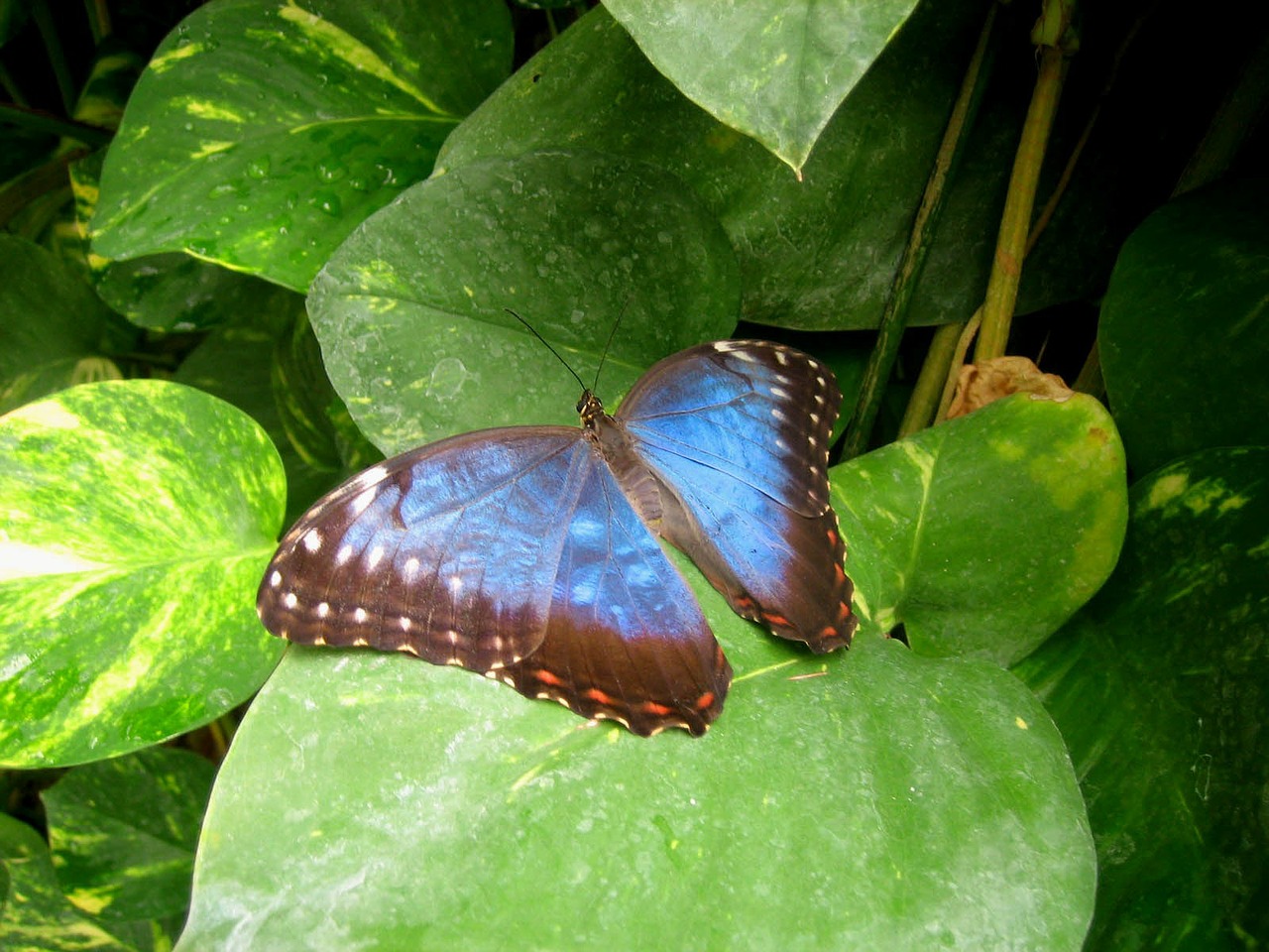 butterfly blue green free photo