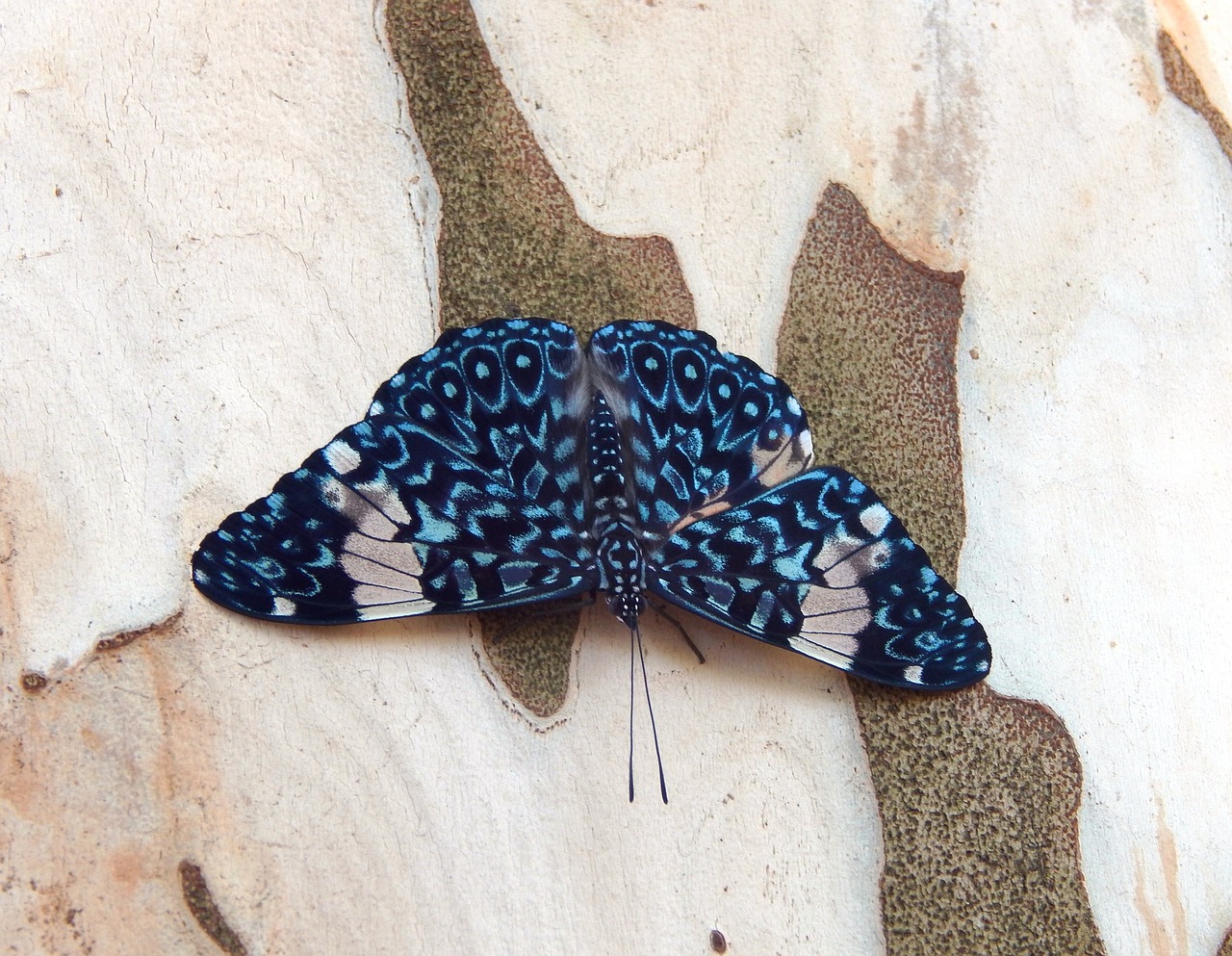 butterfly insect wings free photo