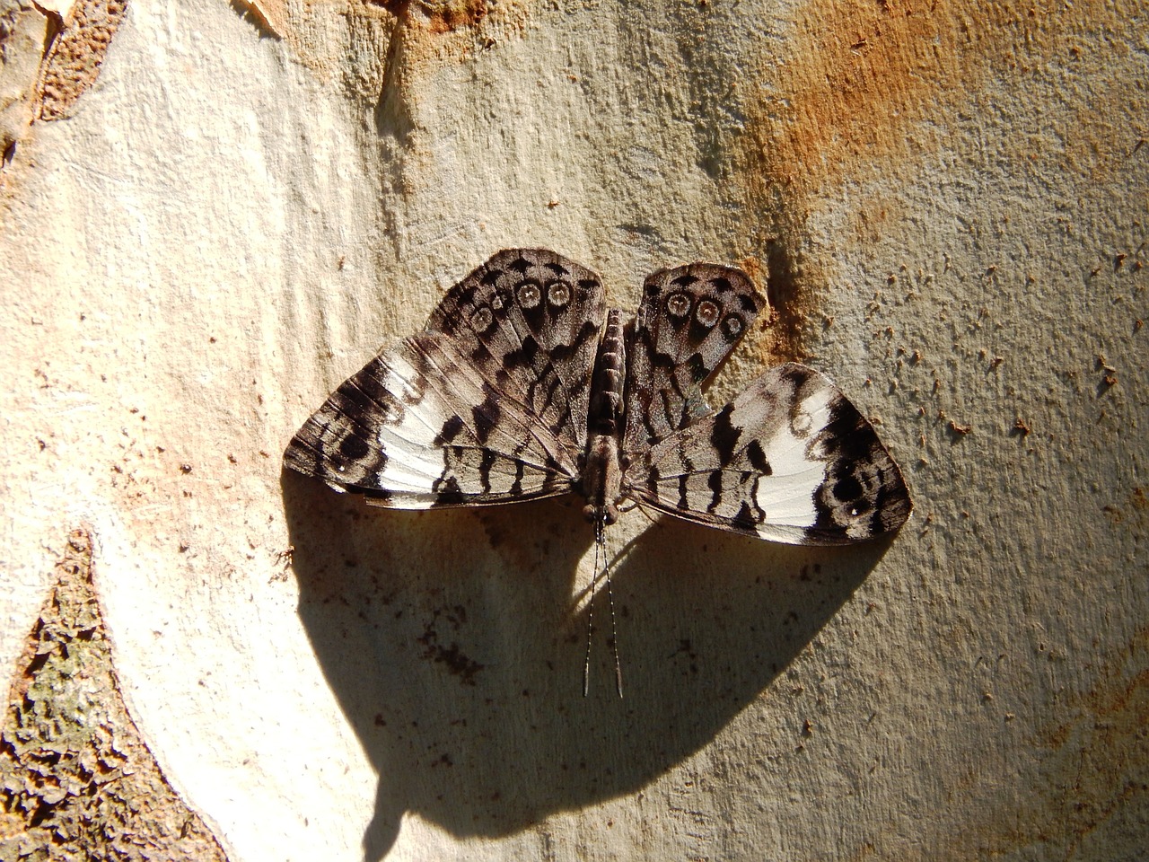 butterfly insect wings free photo