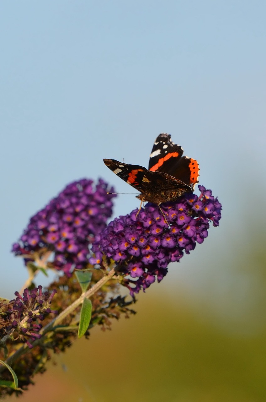 butterfly summer lilac nature free photo