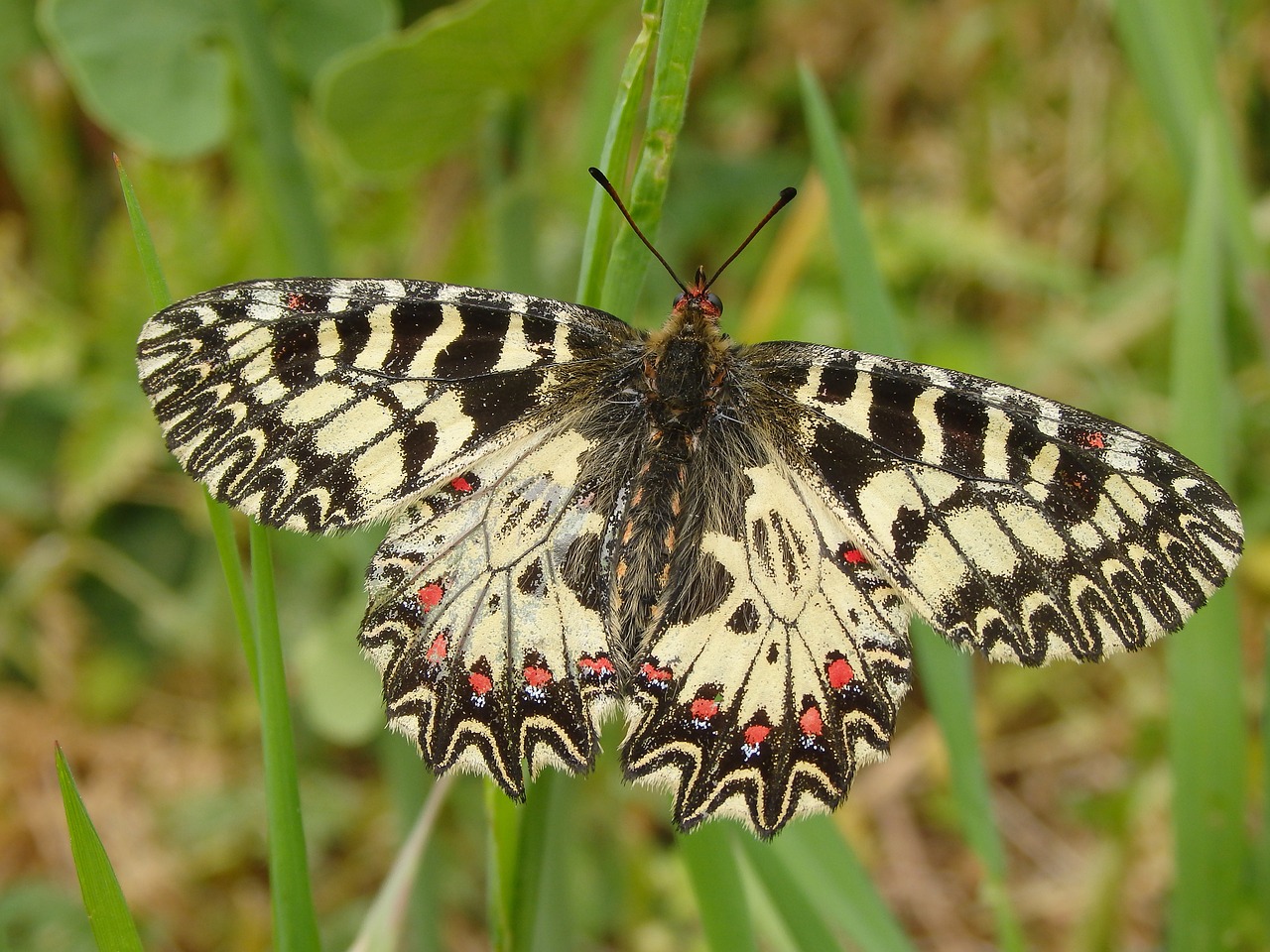 butterfly insect nature free photo