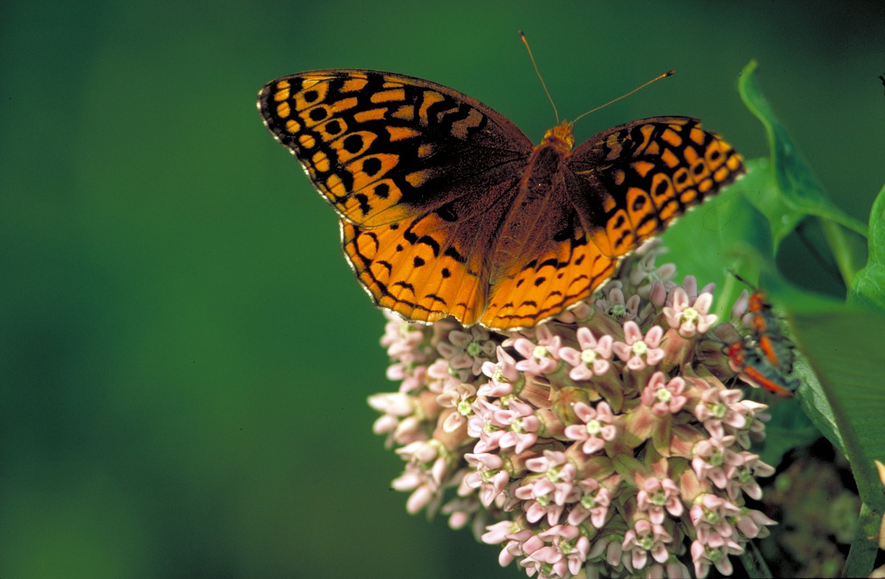 butterfly spangled fritillary great free photo